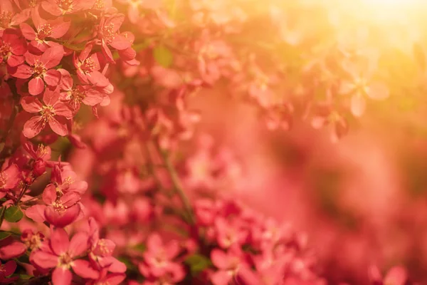 Röda äppelblommor — Stockfoto