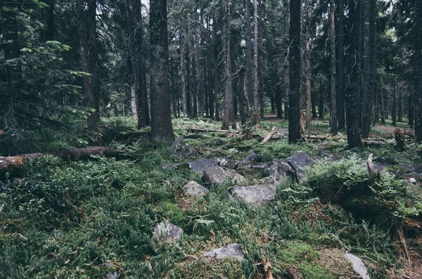북부 지역의 숲 — 스톡 사진