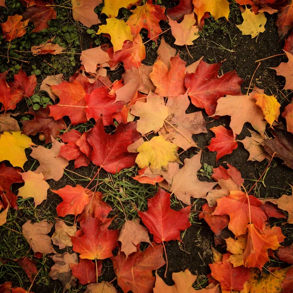Jesienne liście tła — Zdjęcie stockowe