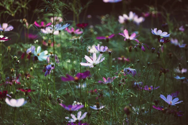 紫色の入札花 — ストック写真