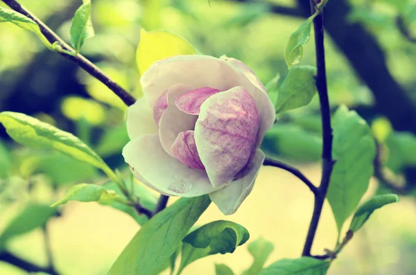 Magnolia flores de primavera — Foto de Stock