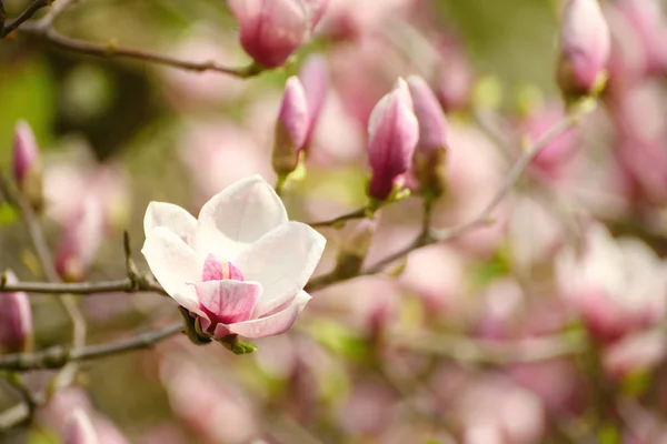 Magnolia wiosenne kwiaty — Zdjęcie stockowe