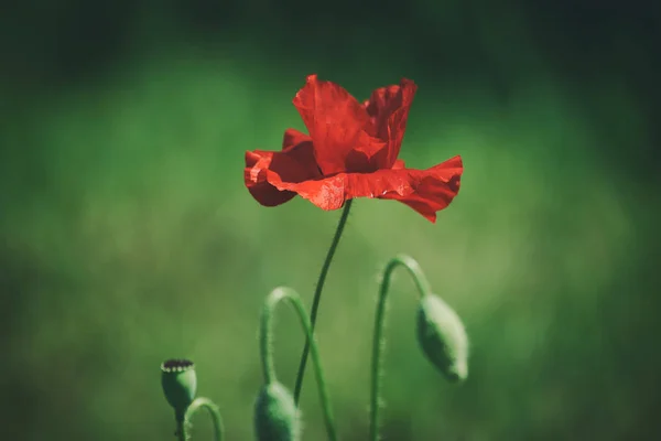 Papavero di primavera rosso — Foto Stock