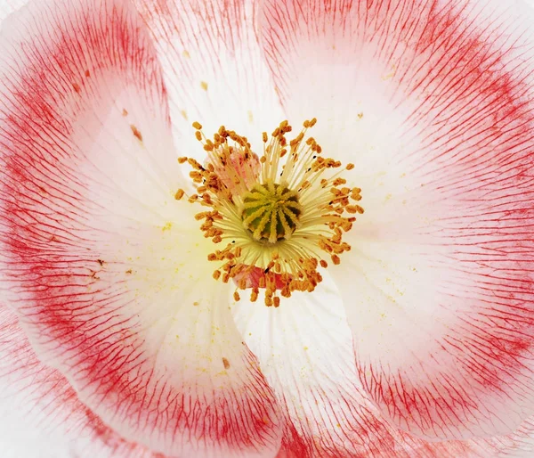 罂粟花朵背景 — 图库照片