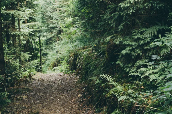 Verão floresta verde — Fotografia de Stock