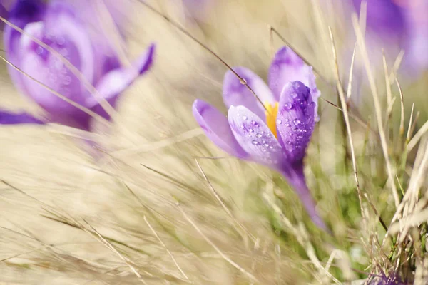 Jarní krokus květiny — Stock fotografie