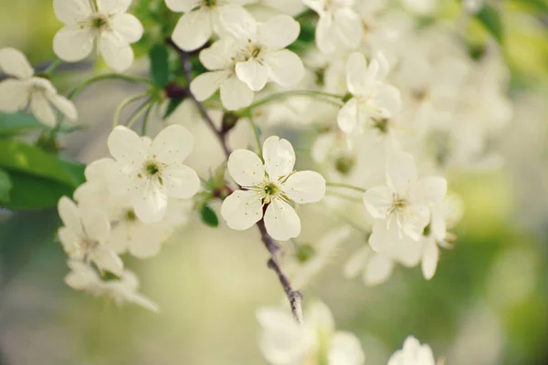 Cadre de fleurs de cerise — Photo
