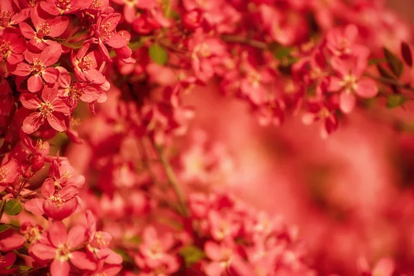 Rote Apfelblüten — Stockfoto