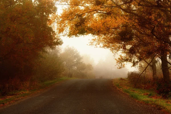 霧への道 — ストック写真