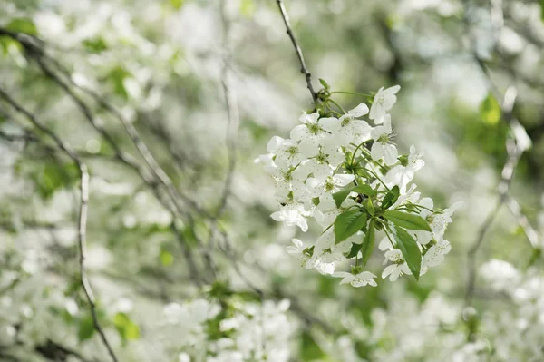 Cerise fleurs de printemps — Photo