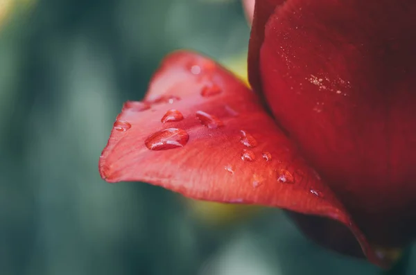 Pétalo de tulipán con gota — Foto de Stock