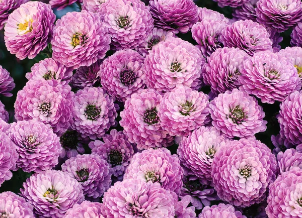Цветки макро-хризантемы — стоковое фото