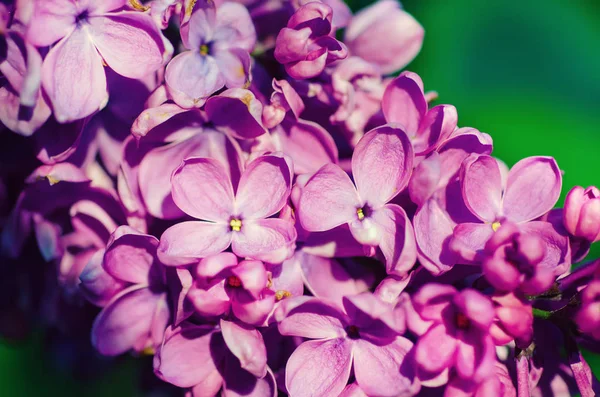 Makro Lilac květin — Stock fotografie