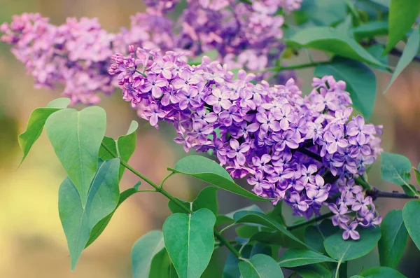 春のライラックの花 — ストック写真