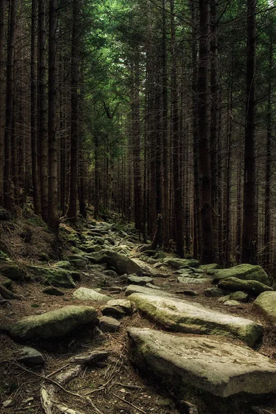 북부 지역의 숲 — 스톡 사진