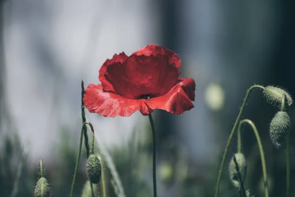 Amapola roja de primavera —  Fotos de Stock