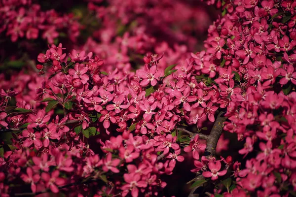 Röda äppelblommor — Stockfoto