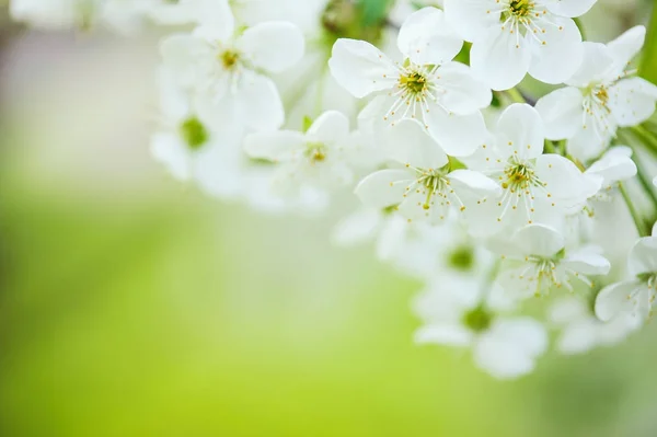 Cadre de fleurs de cerise — Photo