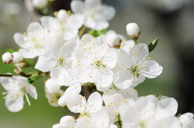 Kayısı ağacı çiçekleri