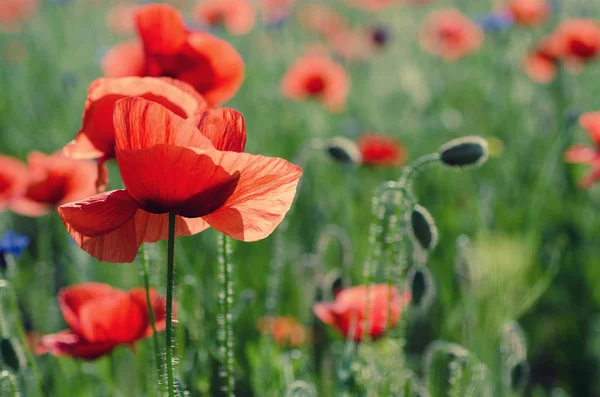 Papoula de primavera vermelha — Fotografia de Stock