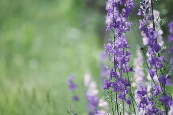 Viola fiori sfondo — Foto Stock