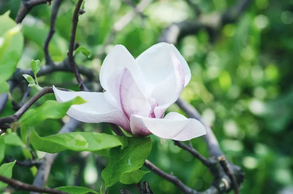 Frühlingsblumen der Magnolie — Stockfoto