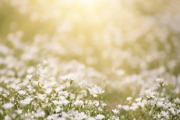 Flori de primăvară albă — Fotografie, imagine de stoc