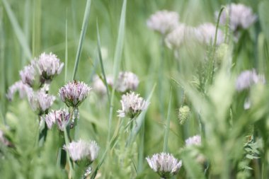 Yabani sarımsak çiçek açması