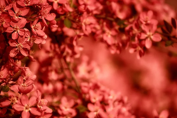 Rote Apfelblüten — Stockfoto