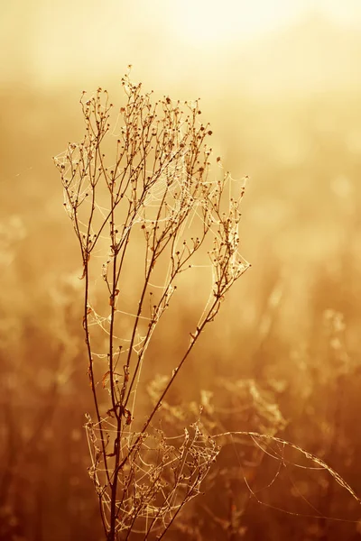 Sonbahar güneşli bitki — Stok fotoğraf