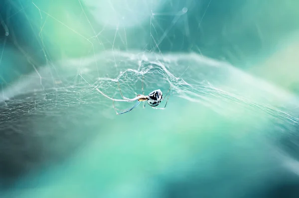 Cute spider in the web
