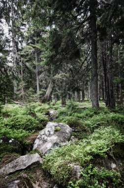 Kuzey İskandinav Ormanı