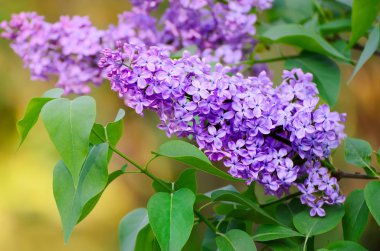 Bahar leylak çiçekleri