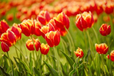 Turuncu lale çiçekleri