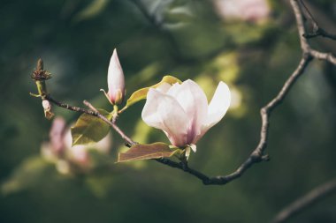 Magnolia bahar çiçekleri