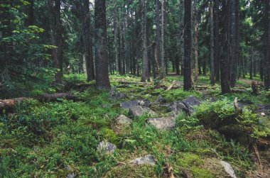 Kuzey İskandinav Ormanı