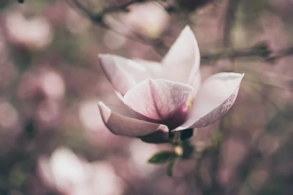 マグノリアの春の花 — ストック写真