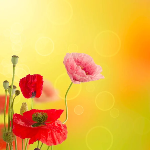 ケシの花の背景 — ストック写真