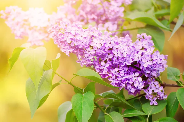 Ramo di fiori lilla — Foto Stock