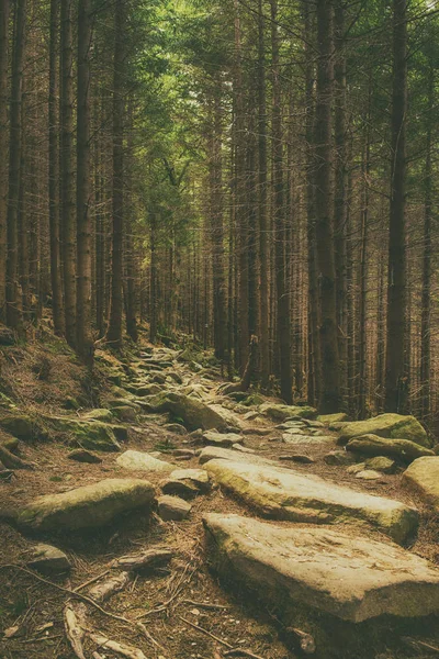 Nordskandinavisk skog — Stockfoto