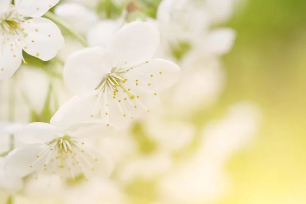 Moldura de flores de cereja — Fotografia de Stock