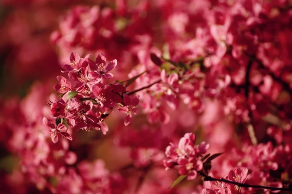 Rote Apfelblüten — Stockfoto