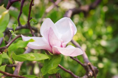 Magnolia bahar çiçekleri