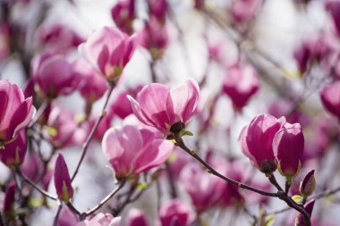Magnolia bahar çiçekleri