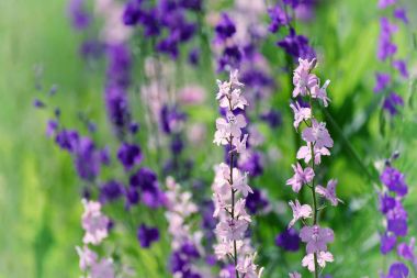 mor çiçekler arka plan