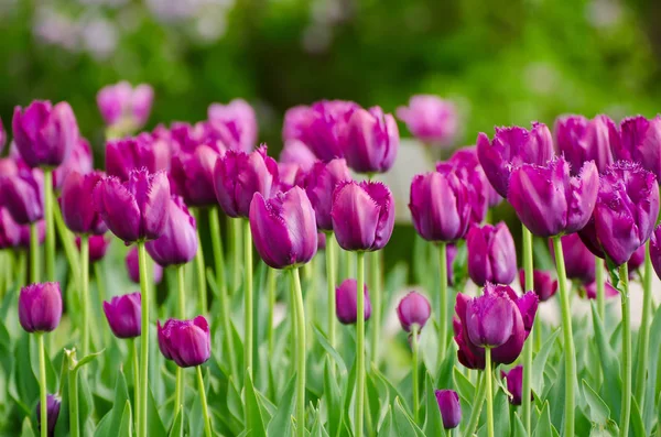 Flores de tulipa violeta — Fotografia de Stock