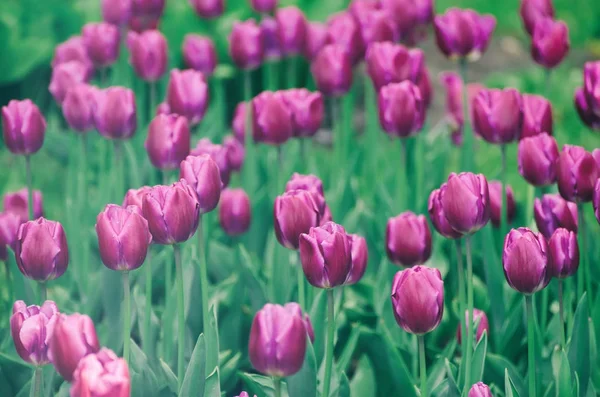 Violette Tulpenblüten — Stockfoto