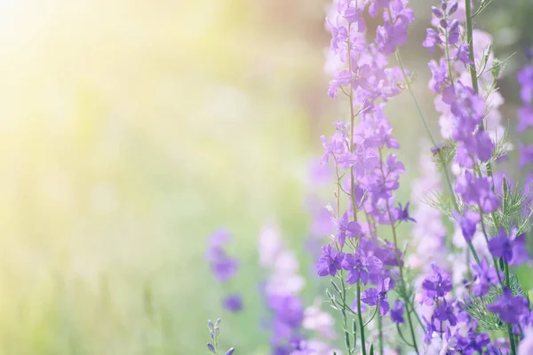 Violet flowers background — Stock Photo, Image