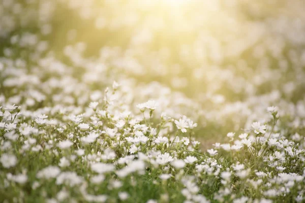 Белые цветы весны — стоковое фото