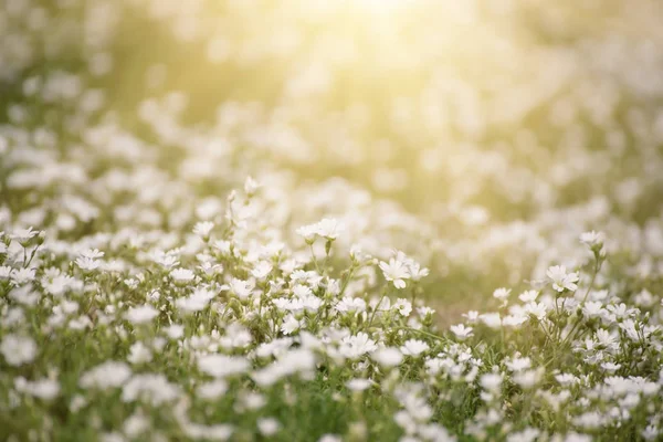 Flores blancas de primavera —  Fotos de Stock